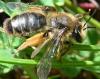 Andrena (livens-nigroolivacea)